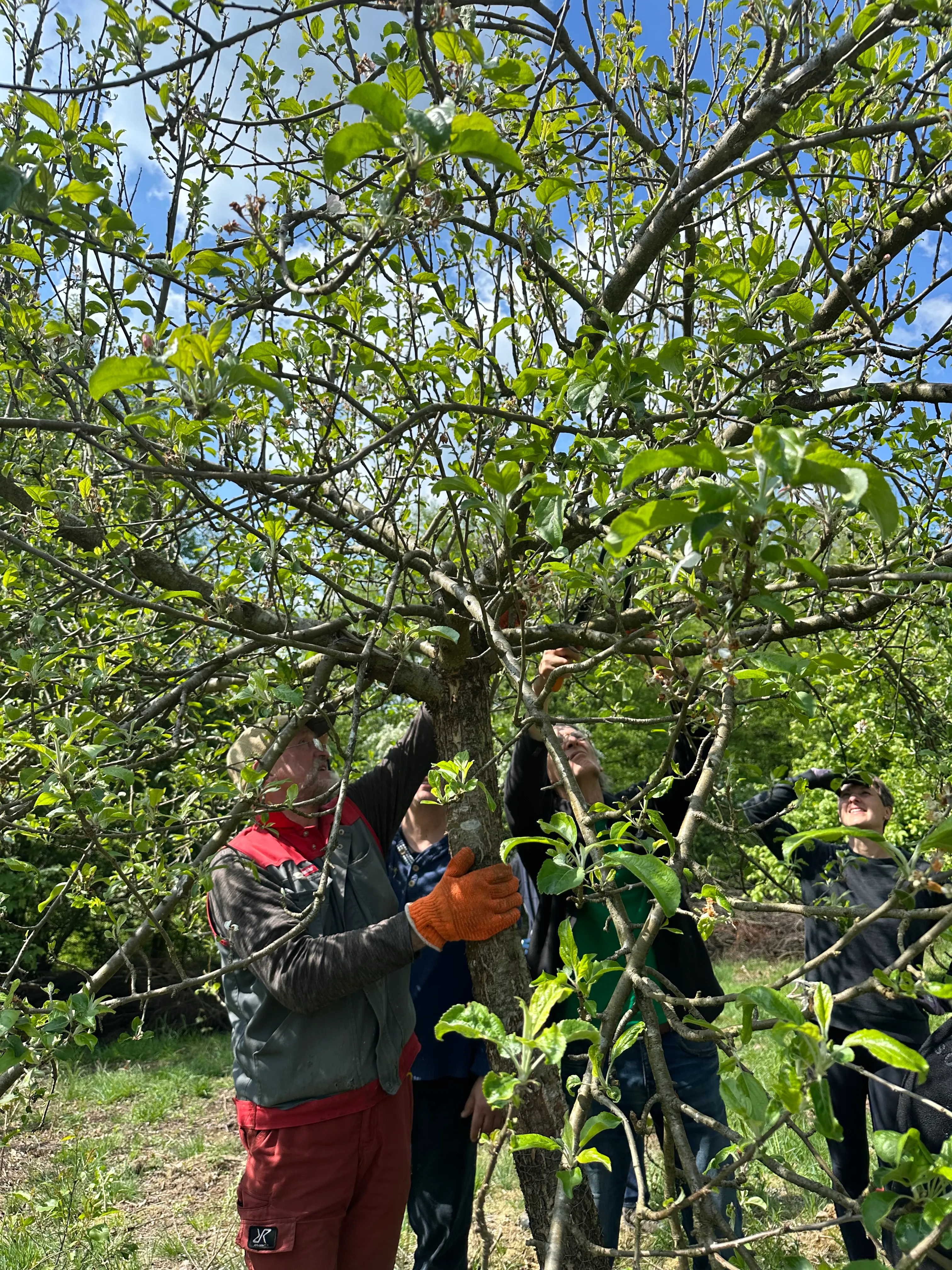Eine Person mit orangefarbenen Handschuhen schneidet Äste an einem jungen Obstbaum, während drei weitere Personen zusehen. Im Hintergrund blühende Obstbäume unter blauem Himmel.