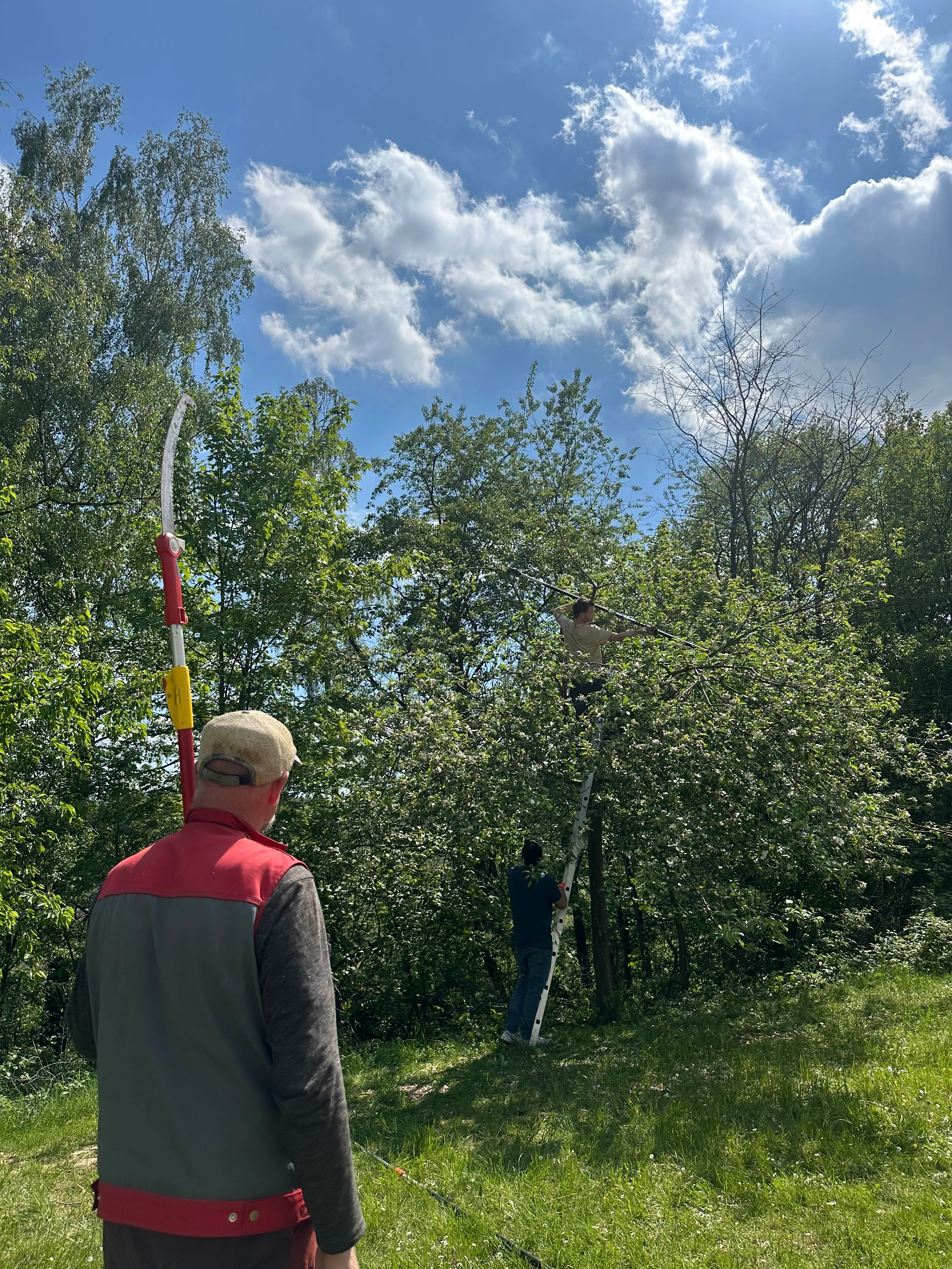 Zwei Personen arbeiten auf einer Obstbaumleiter, während eine dritte Person mit einer Baumsäge am Boden steht.