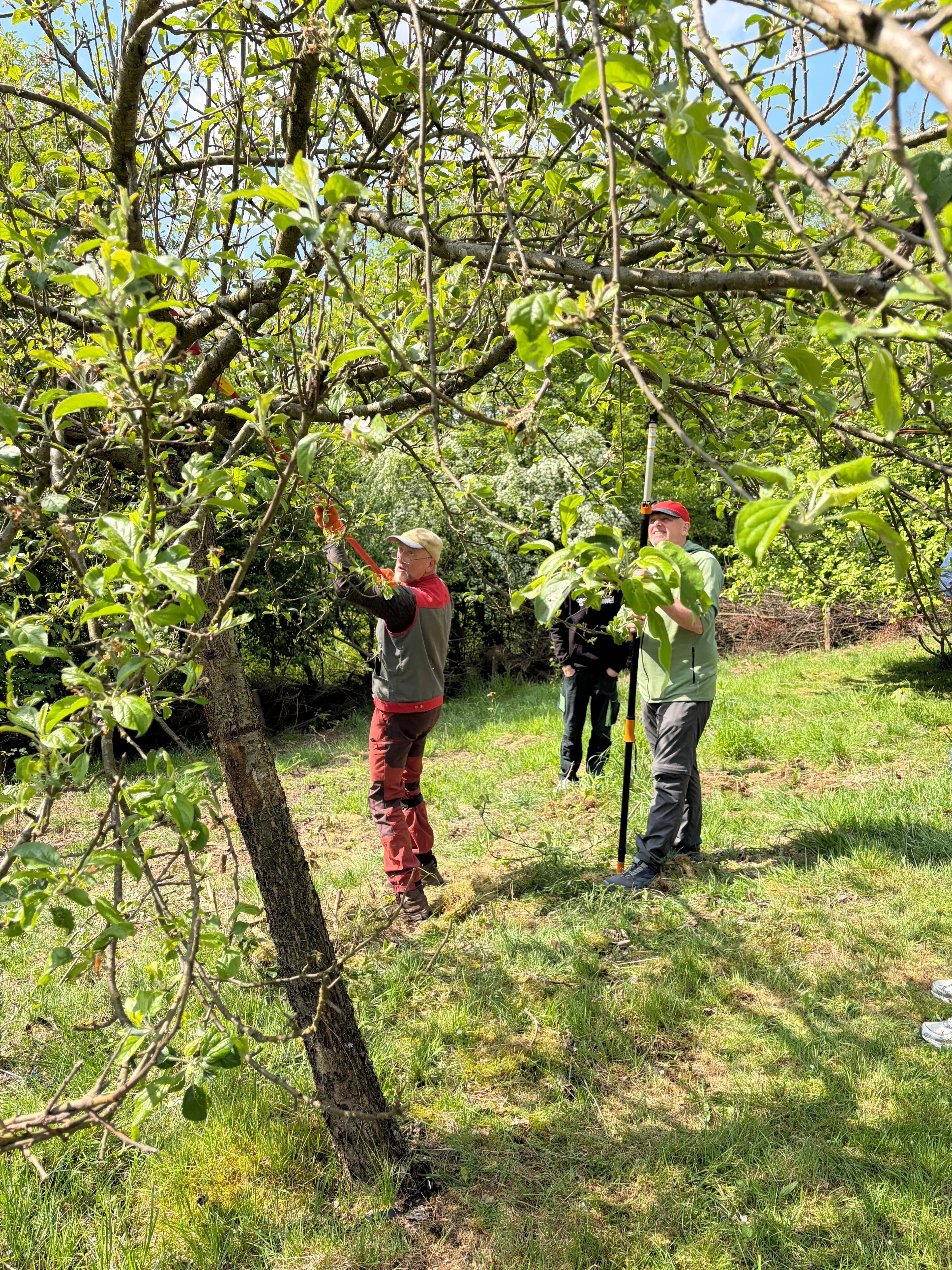 Zwei Personen schneiden Äpfel an einem Baum. Eine Person steht auf einer Leiter, die andere steht daneben und hält einen langen Stiel mit einem Werkzeug.