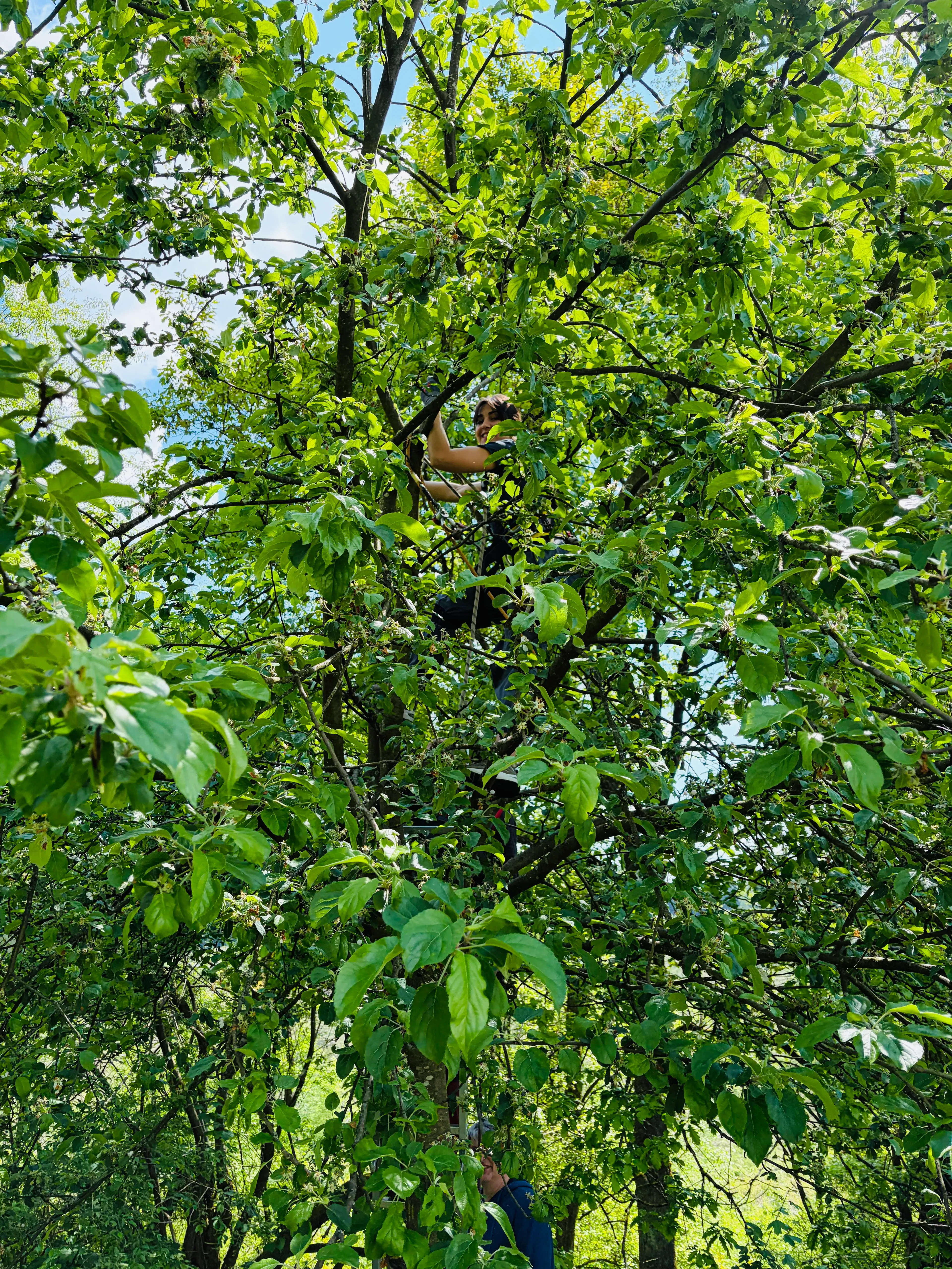 Person schneidet Äste in einem großen, grünen Baum. Ein zweiter Mensch steht darunter und blickt nach oben.