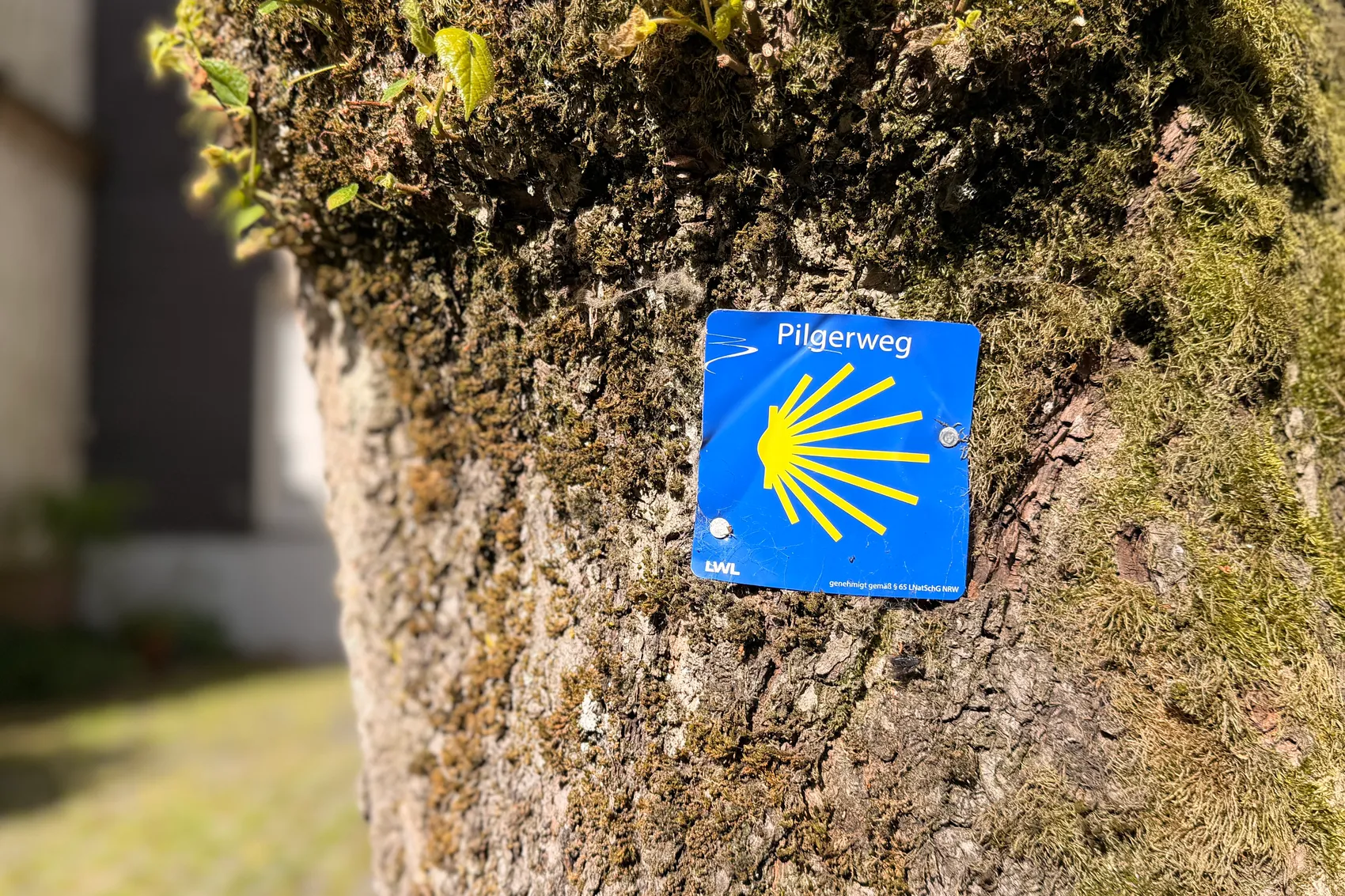 Ein blaues Schild mit einer gelben Muschel, dem Symbol des Jakobswegs, ist an einem Baumstamm befestigt. Im Hintergrund ist grünes Gras zu sehen.