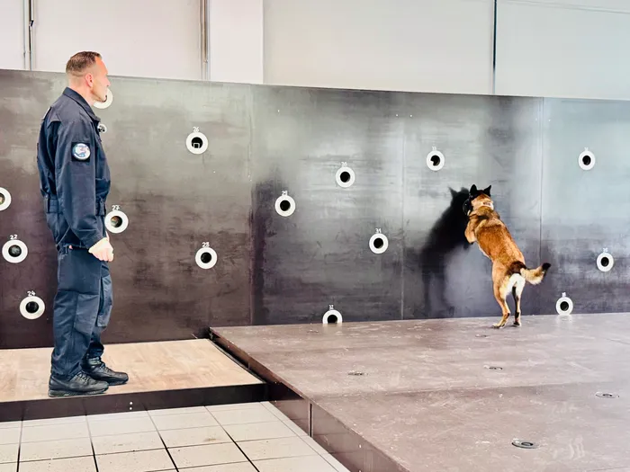 Ein Beamter in Uniform steht auf einer erhöhten Plattform in einer Halle und beobachtet einen Schäferhund, der vor einer Wand mit Zielscheiben springt. Der Hund ist Teil einer bundesweit einzigartigen Ausbildungseinheit für Diensthunde des Justizvollzugs in Nordrhein-Westfalen, die neue psychoaktive Stoffe erkennen.