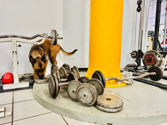 Ein brauner Diensthund mit Maulkorb steht in einem Fitnessstudio zwischen Gewichten und Trainingsgeräten. Im Hintergrund ist ein gelber Säulenständer zu sehen.