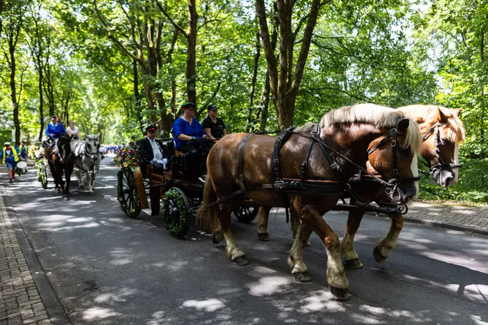 Eine Festkutsche mit zwei braunen Pferden fährt auf einer Allee, begleitet von weiteren Kutschen und Personen in Tracht.