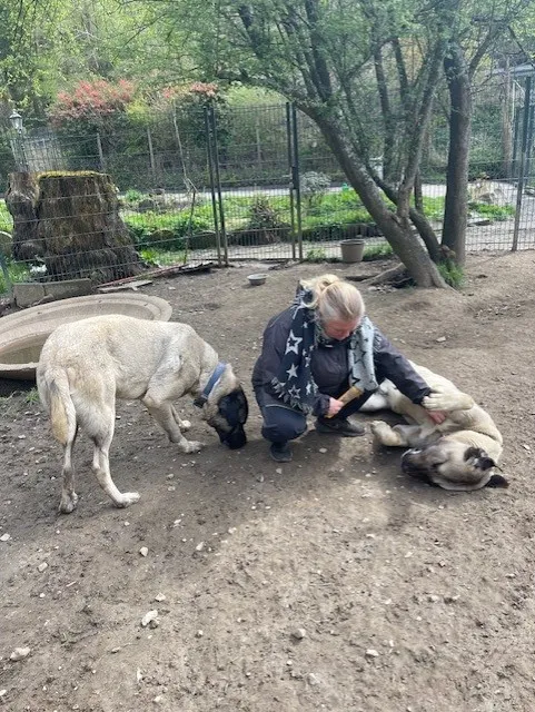 Frau streichelt liegend einen Kangal, während ein zweiter Kangal daneben steht und sie beschnuppert.