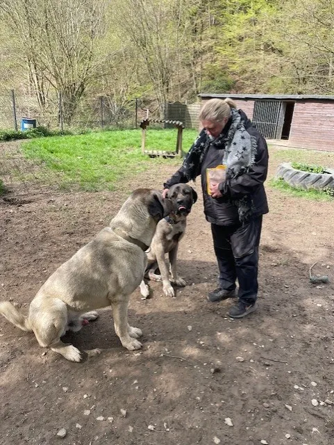 Frau streichelt die Köpfe zweier großer Kangal-Hunde im Freien. Im Hintergrund sind ein Zaun und ein Holzschuppen zu sehen.