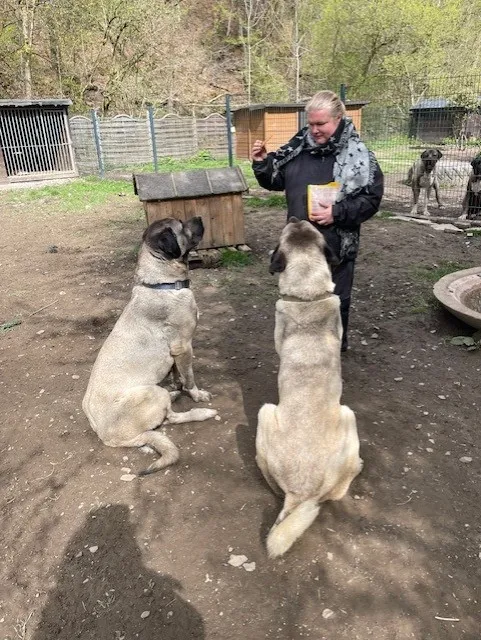 Frau mit zwei großen, hellen Kangal-Hunden im Freien, die aufmerksam zu ihr blicken. Im Hintergrund sind weitere Hunde in Gehegen zu sehen.