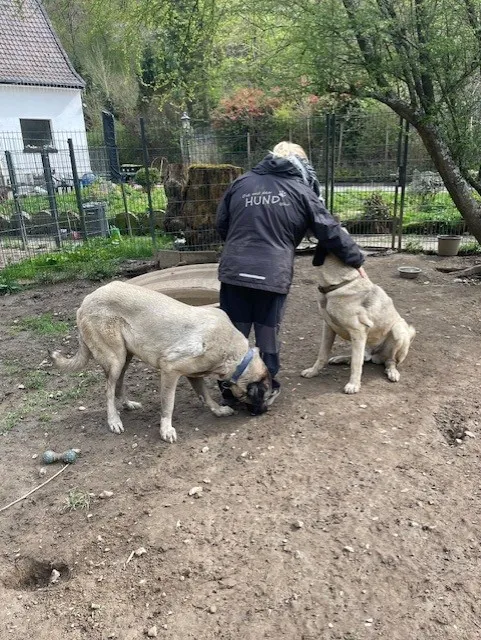 Eine Frau streichelt zwei große, hellbraune Kangal-Hunde im Freien. Sie trägt eine Jacke mit der Aufschrift „Hund“ auf dem Rücken.