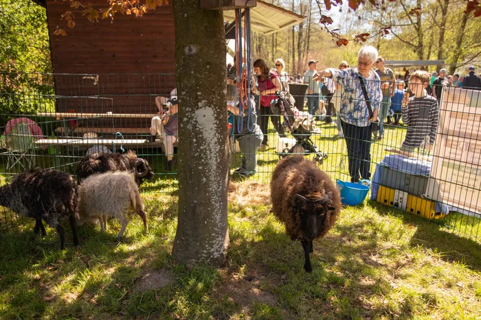 Drei Schafe stehen vor einem Zaun auf einer grünen Wiese, im Hintergrund Menschen auf einem Festgelände.