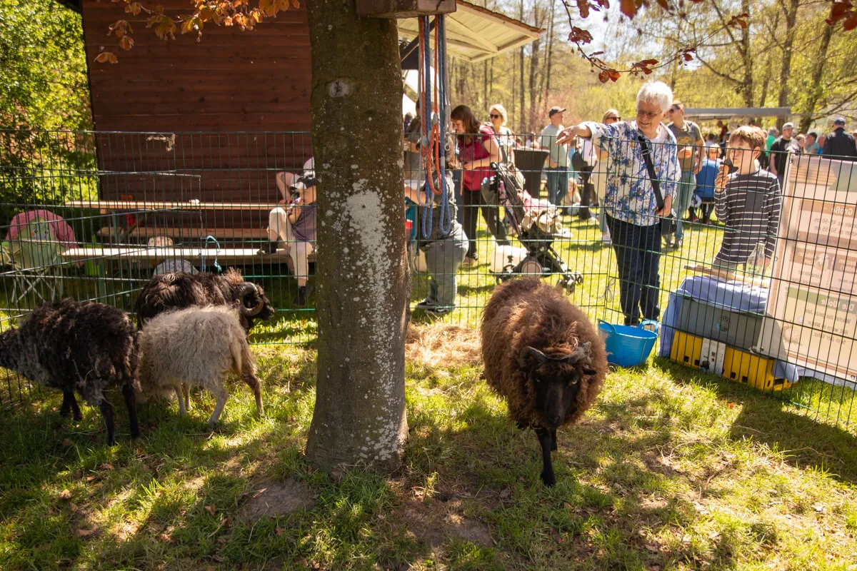 Drei Schafe stehen vor einem Zaun auf einer grünen Wiese, im Hintergrund Menschen auf einem Festgelände.