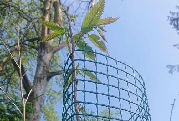 Junger Baum mit frischem Laub, geschützt durch einen grünen Drahtkorb, vor blauem Himmel und weiteren Bäumen im Hintergrund.