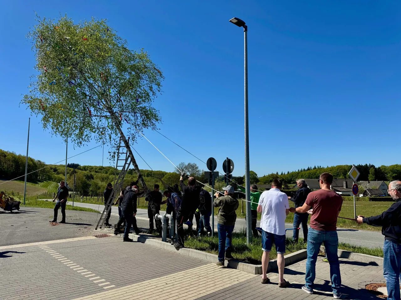 Eine Gruppe von Menschen zieht an Seilen, um einen mit grünen Blättern geschmückten Maibaum aufzurichten. Im Hintergrund eine ländliche Straße und ein blauer Himmel.