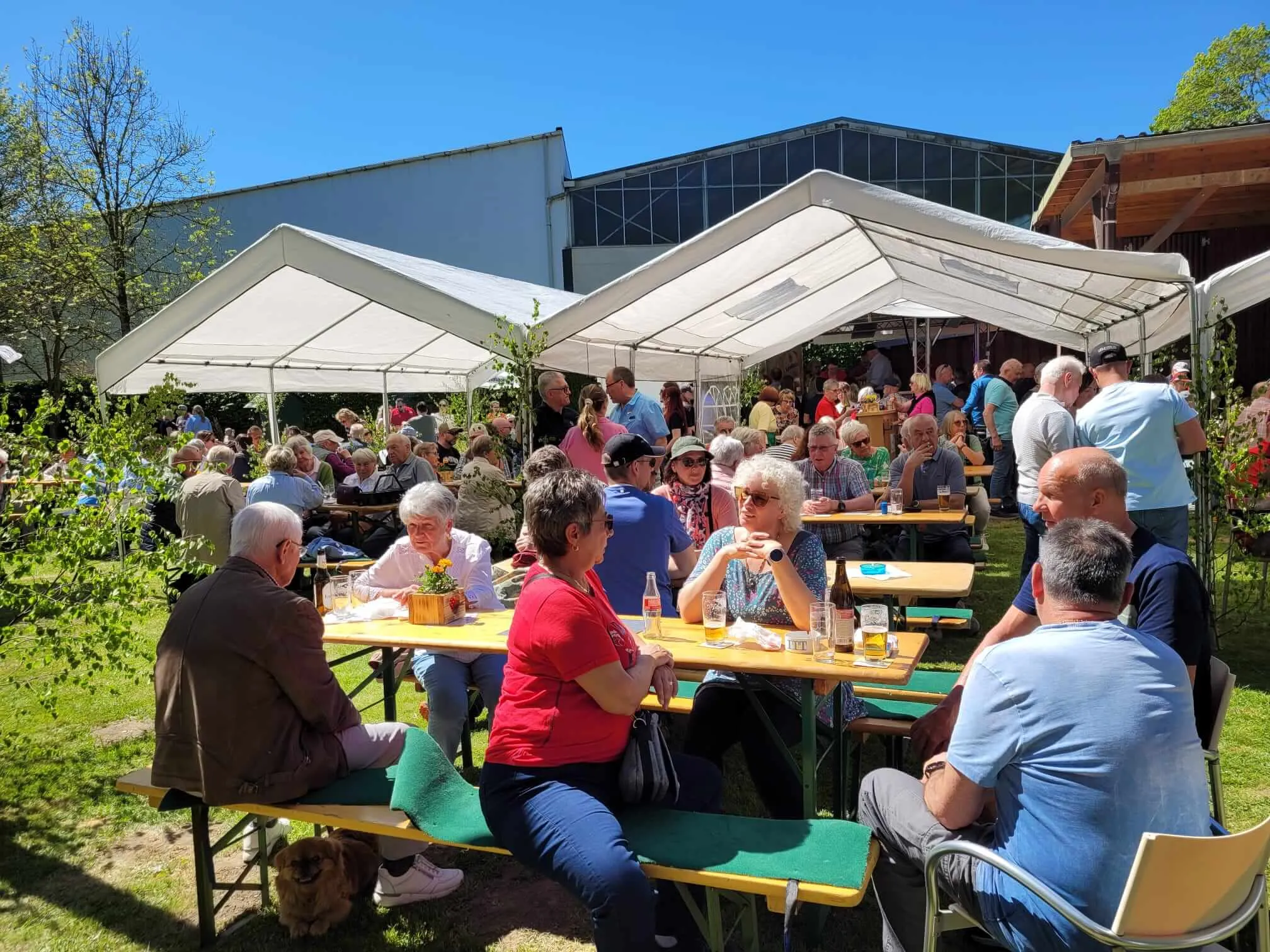 Menschen sitzen an Biertischgarnituren unter weißen Zelten und genießen das sonnige Wetter bei einer Maifeier des SGV Eiringhausen.
