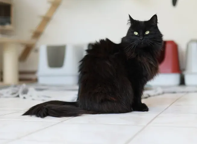 Schwarze Katze mit gelben Augen sitzt auf hellen Fliesen. Im Hintergrund sind ein Katzenklo und ein Kratzbaum zu sehen.