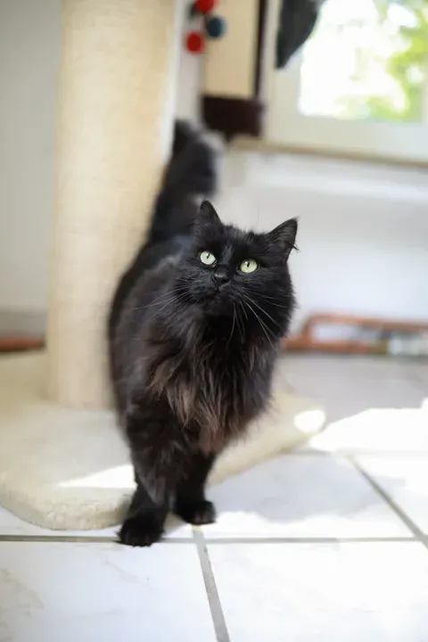 Schwarze Katze mit grünen Augen sitzt auf hellen Fliesen und blickt zur Seite. Im Hintergrund ein Kratzbaum und ein Fenster.