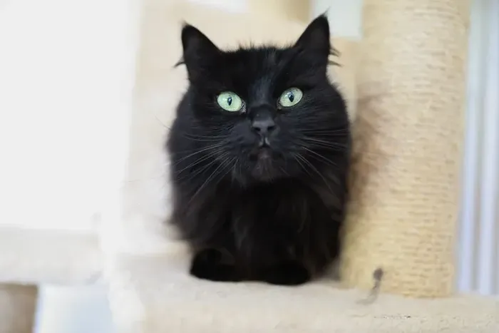 Schwarze Katze mit grünen Augen sitzt auf einem Kratzbaum und blickt in die Kamera. Sie sucht ein neues Zuhause.