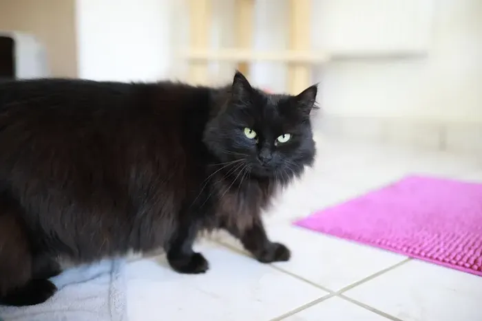 Schwarze Katze mit gelben Augen blickt zur Seite auf eine rosa Badematte. Die Katze sucht ein neues Zuhause.