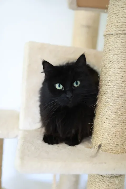 Schwarze Katze mit grünen Augen sitzt auf einem Kratzbaum. Sie sucht ein neues Zuhause.