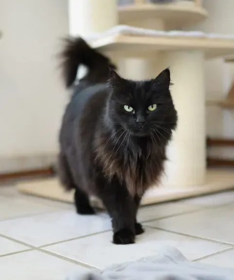 Schwarze Katze mit gelben Augen geht auf die Kamera zu. Im Hintergrund ein Kratzbaum.