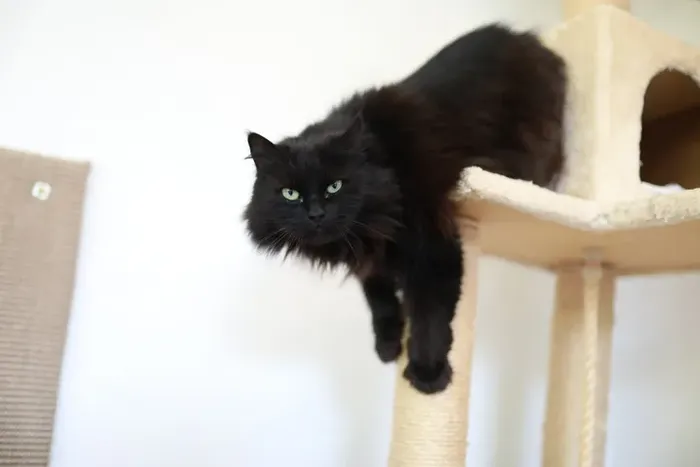 Schwarze Katze mit grünen Augen liegt entspannt auf einem hellen Kratzbaum. Sie sucht ein neues Zuhause.