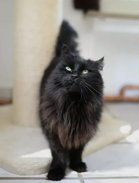 Schwarze Katze mit grünen Augen sitzt auf einem Kratzbaum und blickt in die Kamera. Sie sucht ein neues Zuhause.