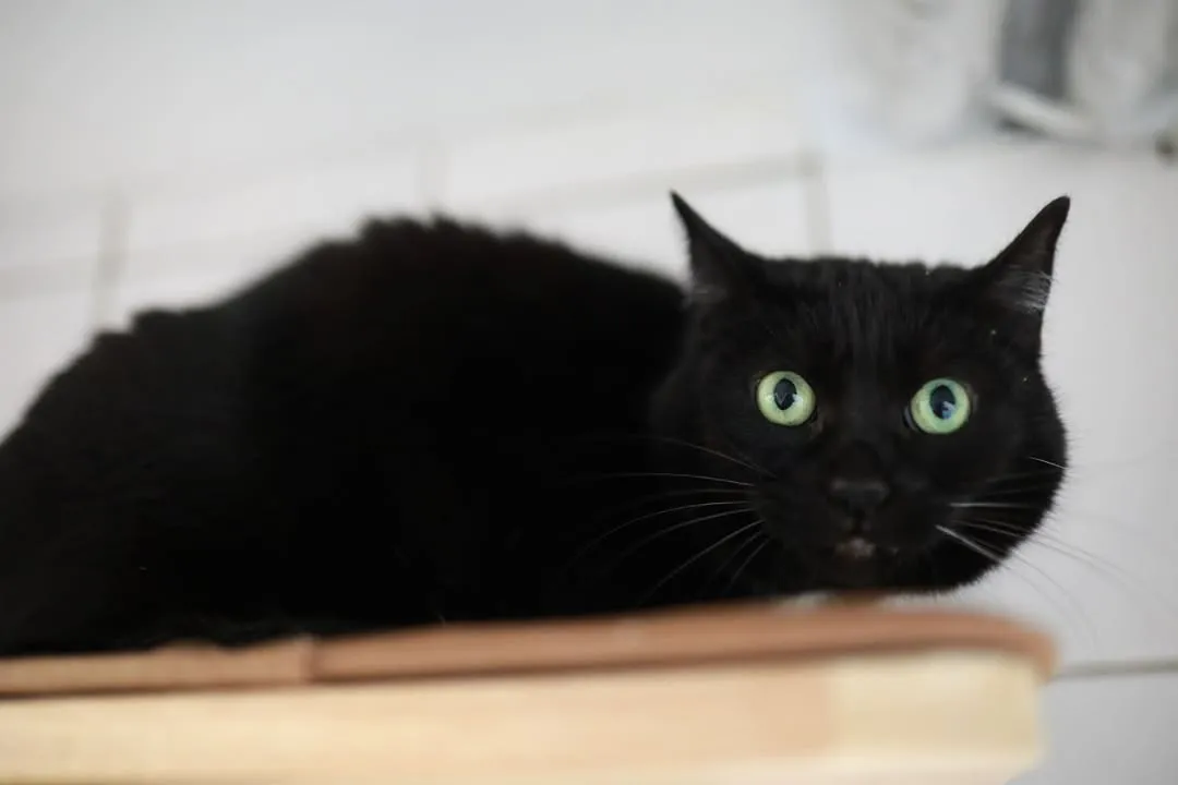 Schwarze Katze mit leuchtend grünen Augen blickt direkt in die Kamera.