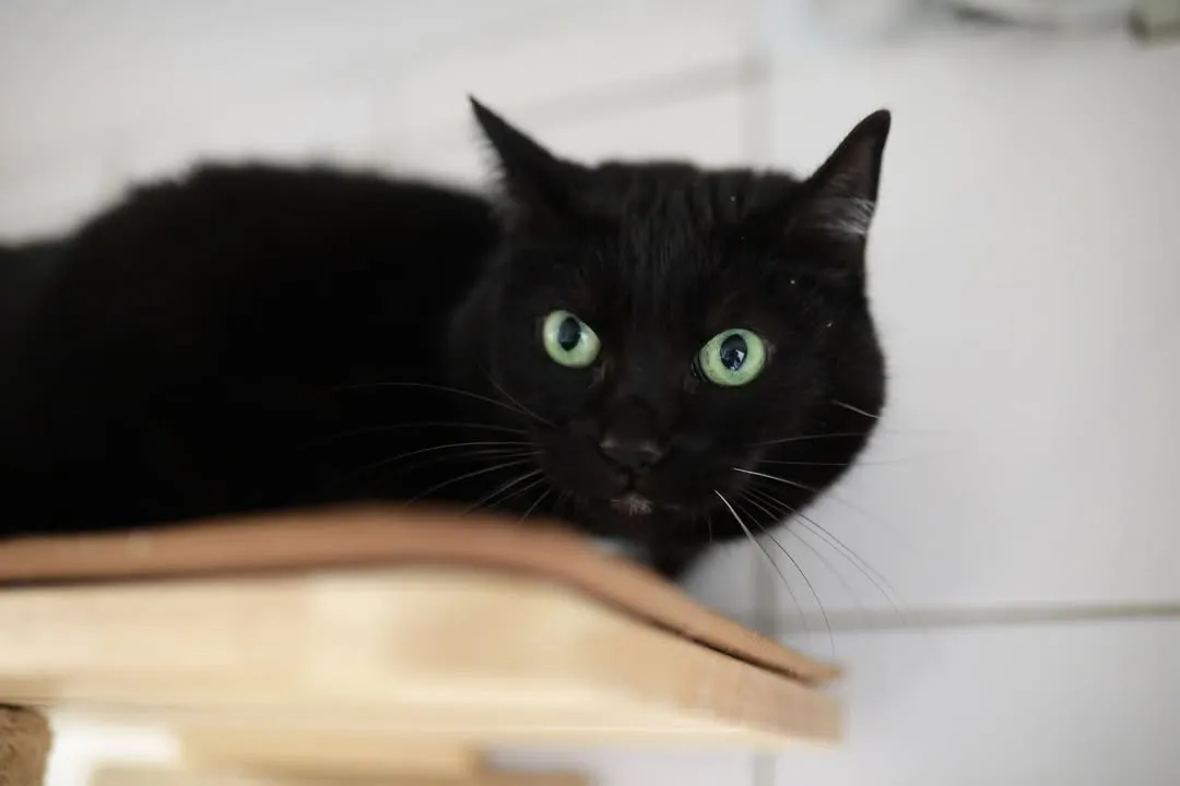 Schwarze Katze mit leuchtend grünen Augen blickt von einem Möbelstück auf den Betrachter.