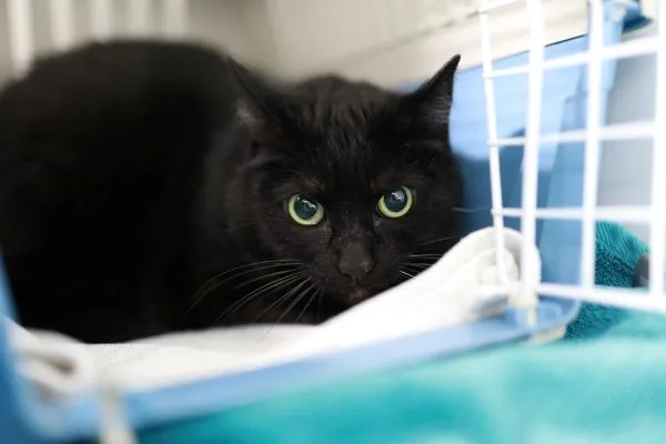 Schwarze Katze mit grünen Augen blickt aus einem blauen Transportkorb.