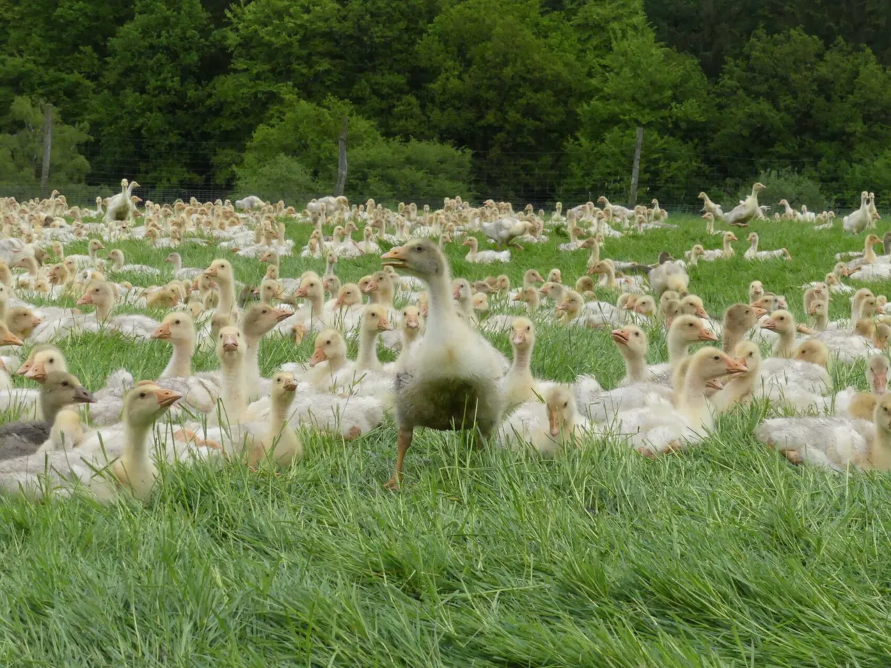 Eine große Gruppe junger Gänse steht auf einer grünen Wiese, eine Gans blickt in die Kamera.