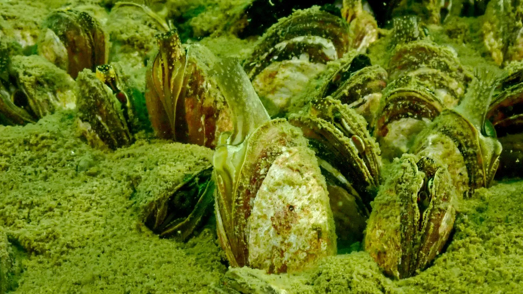 Dichtes Vorkommen von Quaggamuscheln, bedeckt mit Algenbewuchs, im Wasser.