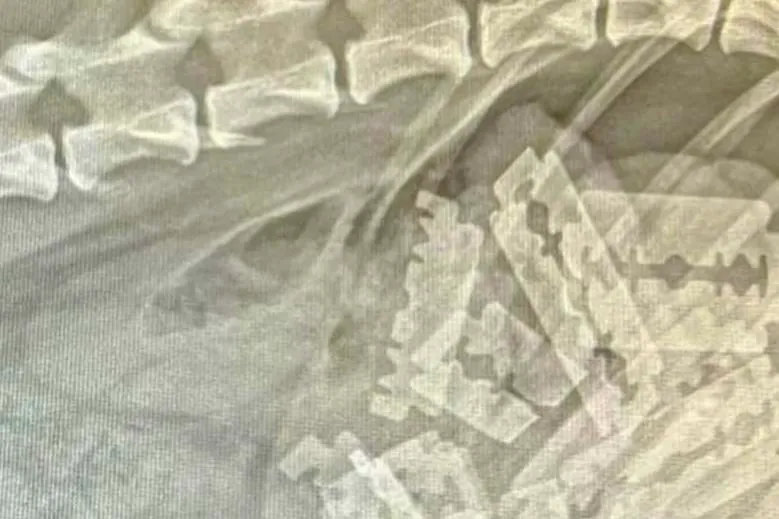 Röntgenbild zeigt im Magenbereich eines Hundes mehrere metallische Fremdkörper, die als Rasierklingen identifiziert wurden.
