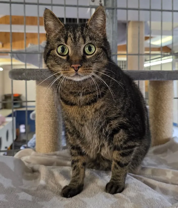 Getigerte Katze mit grünen Augen sitzt im Tierheim und blickt in die Kamera.