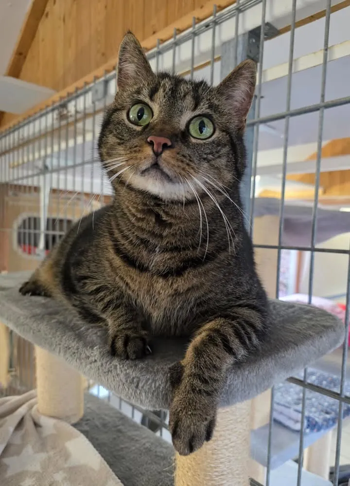 Getigerte Katze Sammy liegt entspannt auf einem Kratzbaum und blickt in die Kamera. Im Hintergrund sind weitere Tierkäfige zu sehen.