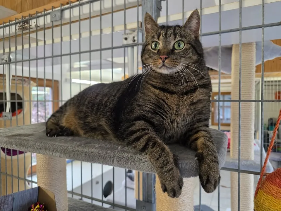 Getigerte Katze Sammy liegt entspannt auf einem Kratzbaum in einem Tierheim und blickt zur Seite.