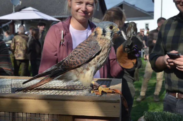 Ein Falke sitzt auf einem Drahtgitter vor einer lächelnden Frau bei einem Sommerfest.