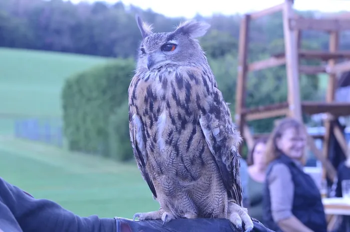 Eine große Eule mit Federohren sitzt auf dem Arm einer Person bei einem Sommerfest im Freien.