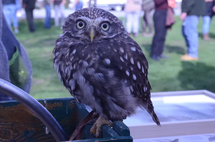 Eine kleine, braun-weiß gefleckte Eule sitzt auf dem Rand eines grünen Holzkastens im Freien.