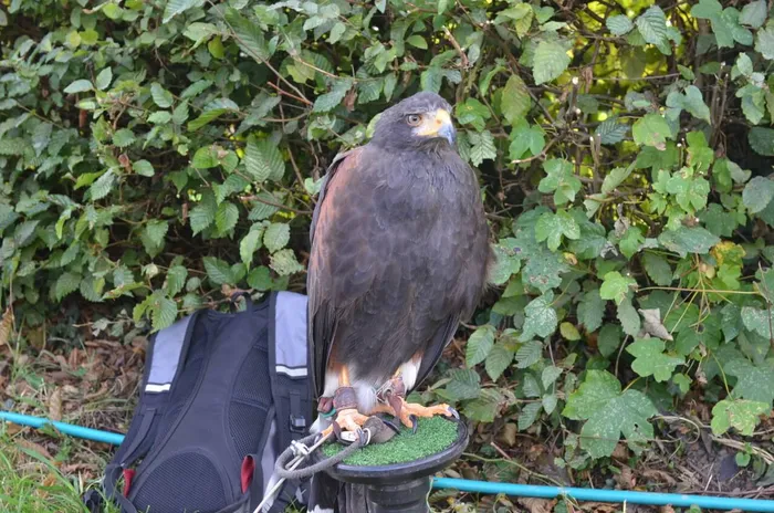 Ein dunkler Greifvogel sitzt auf einem Podest vor einer grünen Hecke, neben ihm steht ein schwarzer Rucksack.
