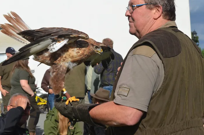 Ein Mann hält einen braun-weiß gefiederten Greifvogel auf einem Lederhandschuh.