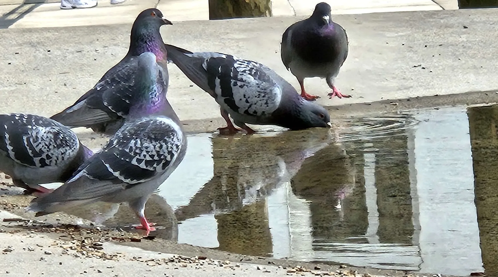Mehrere Tauben an einer flachen Wasserstelle, eine davon trinkt. Im Wasser spiegeln sich Gebäude.