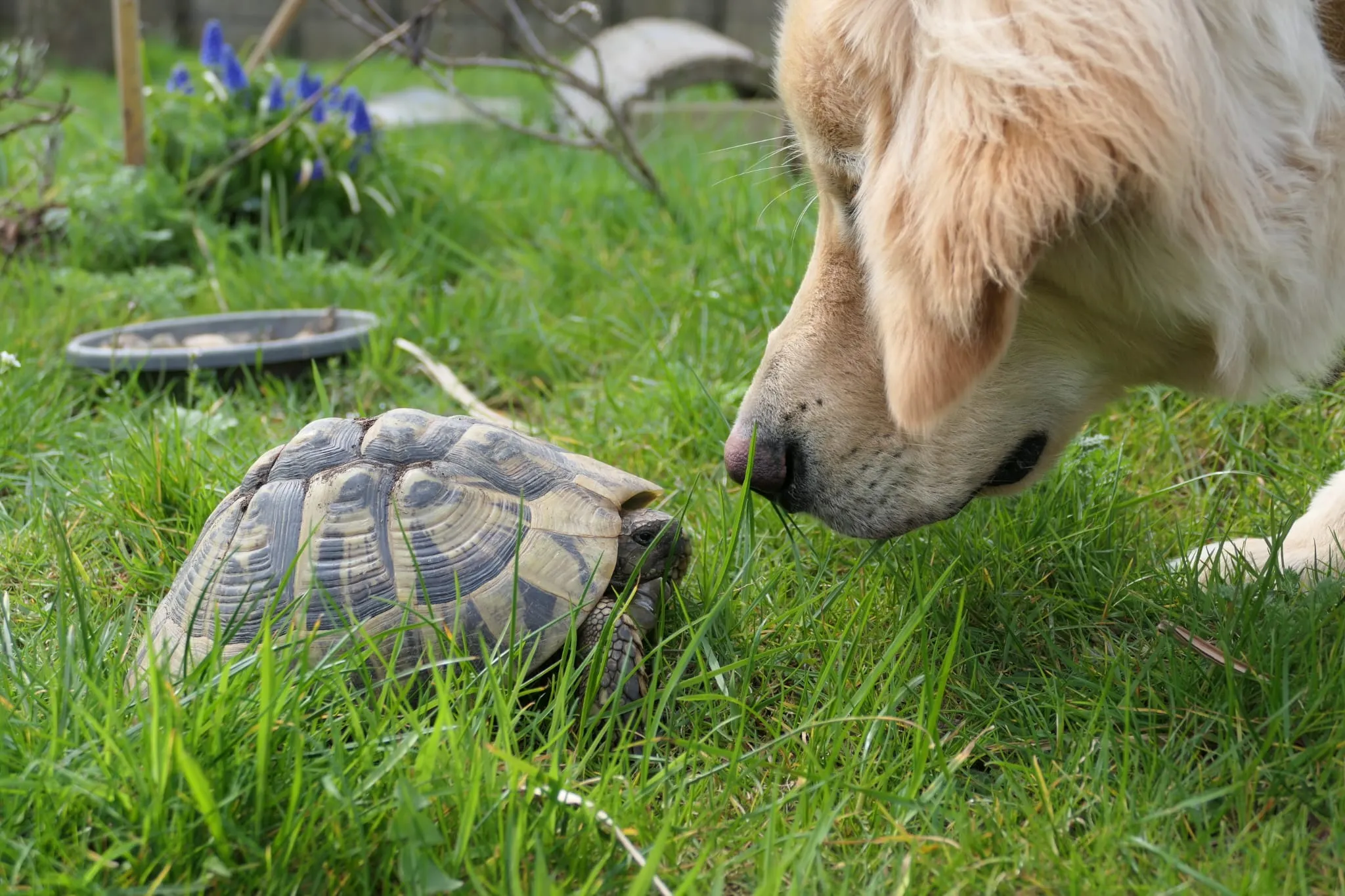Ein hellbrauner Hund beschnuppert eine griechische Landschildkröte im grünen Gras. Im Hintergrund sind blaue Blumen und eine Wasserschale zu sehen.