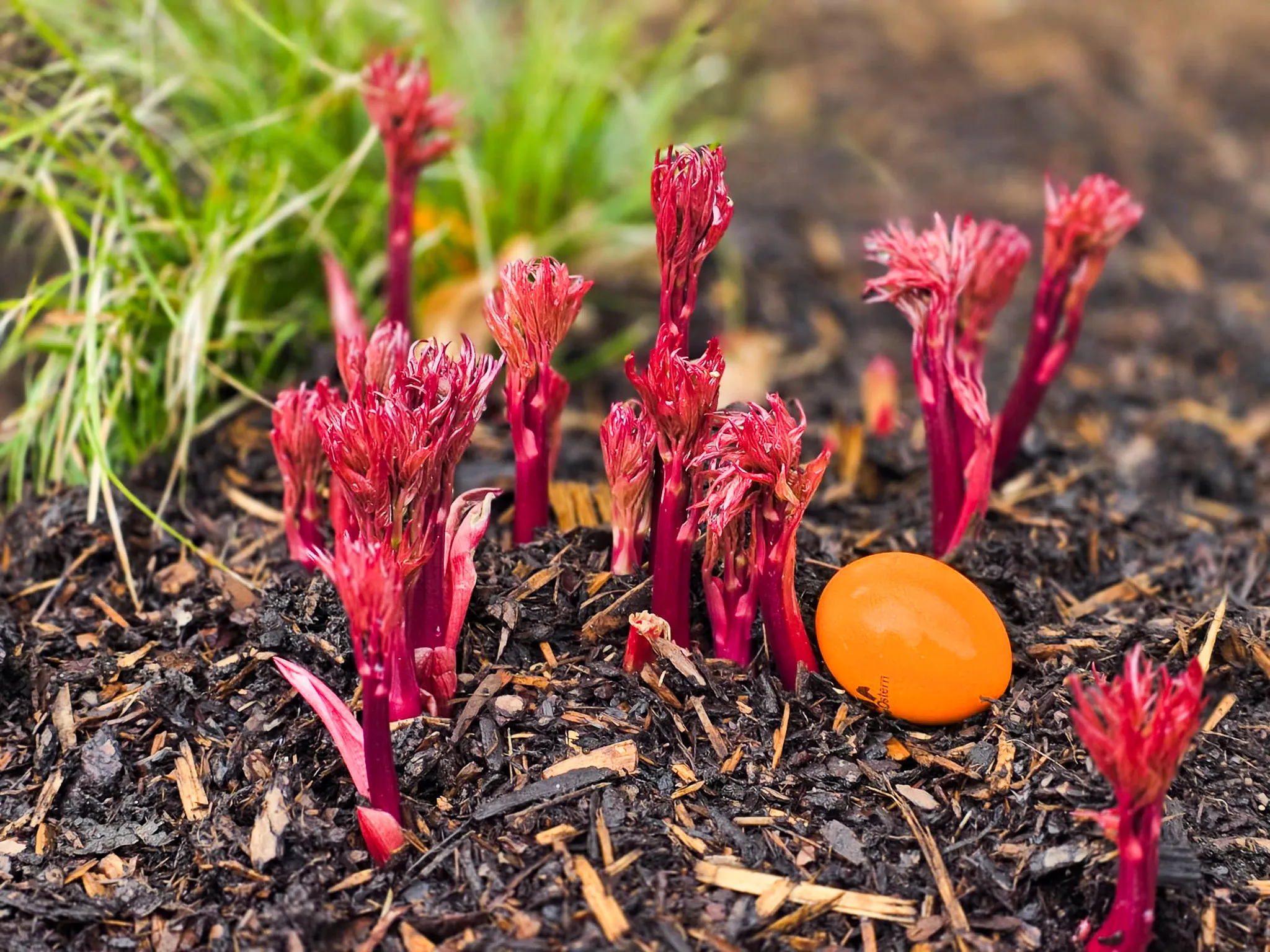 Mehrere rote Frühlingsblumen sprießen aus dunklem Mulch, neben einem orangefarbenen Plastikei als Teil einer Ostereiersuche.