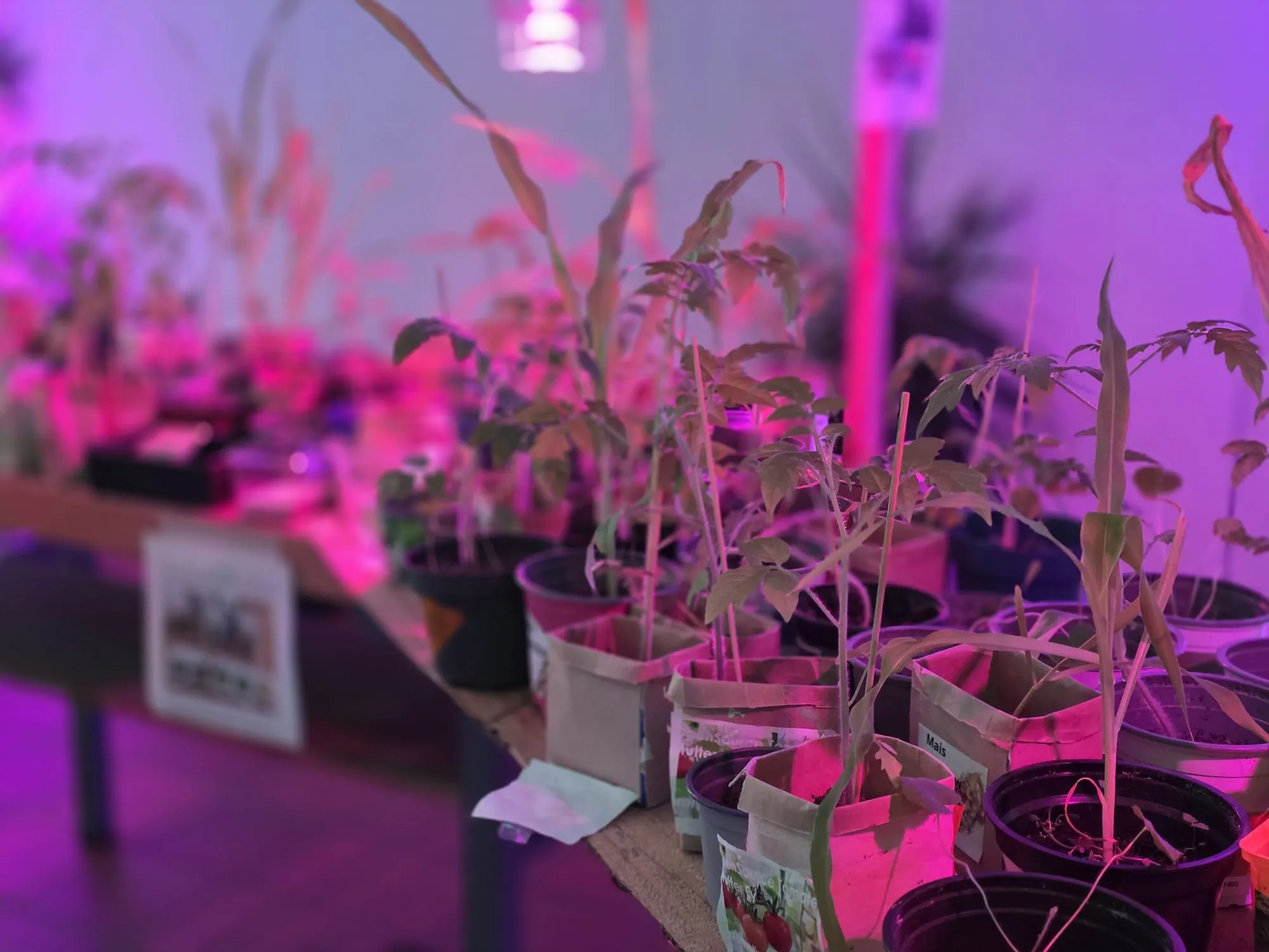 Mehrere Tomatenpflanzen in Töpfen stehen unter violettem Licht auf einem Tisch, davor Papiertüten mit Saatgut.