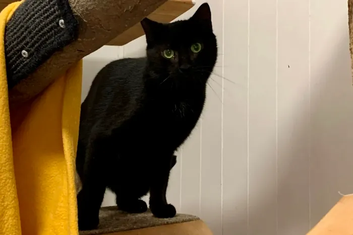 Schwarzer Kater mit grünen Augen sitzt auf einem Kratzbaum und blickt zur Kamera. Er sucht ein neues Zuhause.