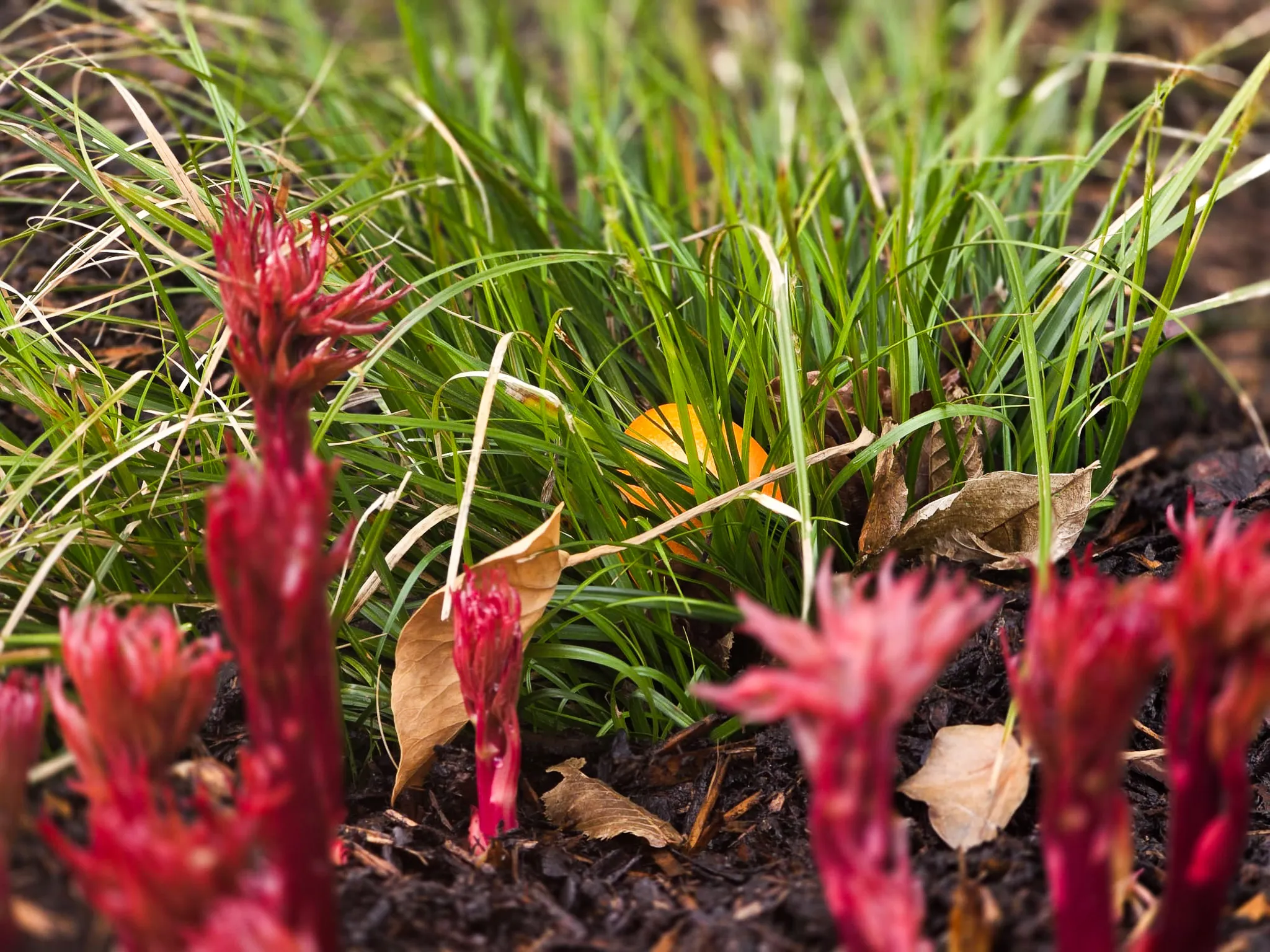 Rotes Ostergras und grünes Gras bedecken dunkle Erde, dazwischen ein orangefarbenes Osterei.