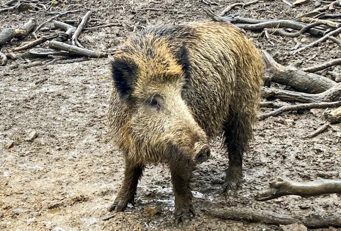 Ein Wildschwein steht im Schlamm und blickt in die Kamera. Im Hintergrund liegen Äste und Zweige.