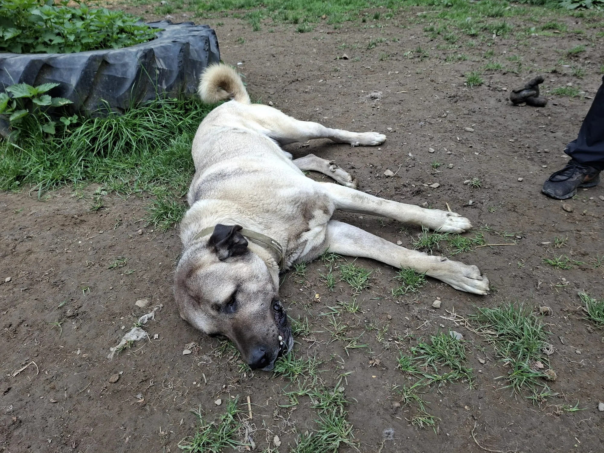 Beiger Kangal-Hund liegt entspannt auf einem schlammigen Weg, der Kopf ruht auf den Vorderpfoten. Im Hintergrund ist ein Teil einer schwarzen Plastikplane und ein Fuß zu sehen.