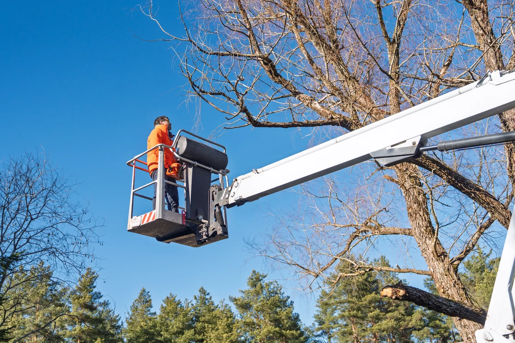 Eine Person in orangefarbener Arbeitskleidung bedient eine Hebebühne, um Äste eines kahlen Baumes zu beschneiden.