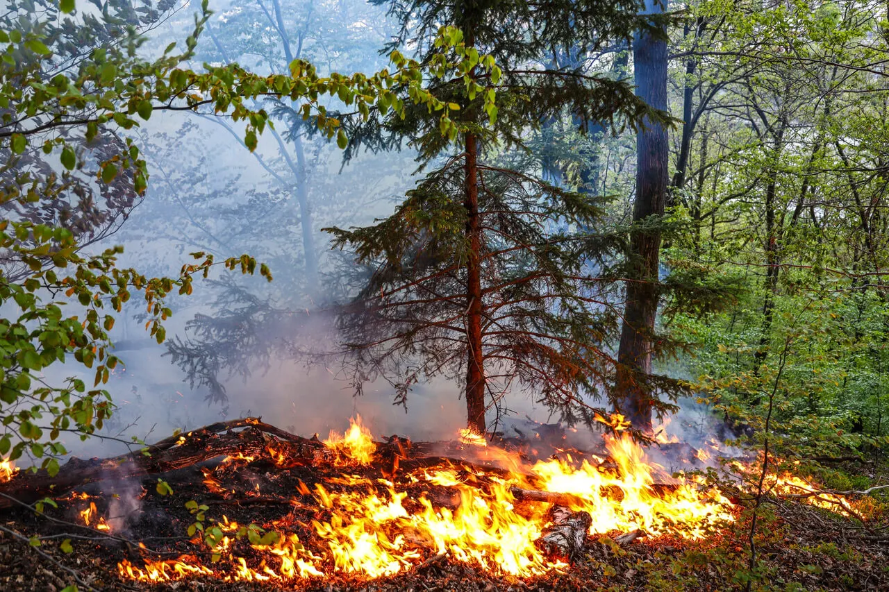 Brennender Waldbrand mit Flammen und Rauch zwischen Bäumen. Trockenes Unterholz brennt lichterloh.