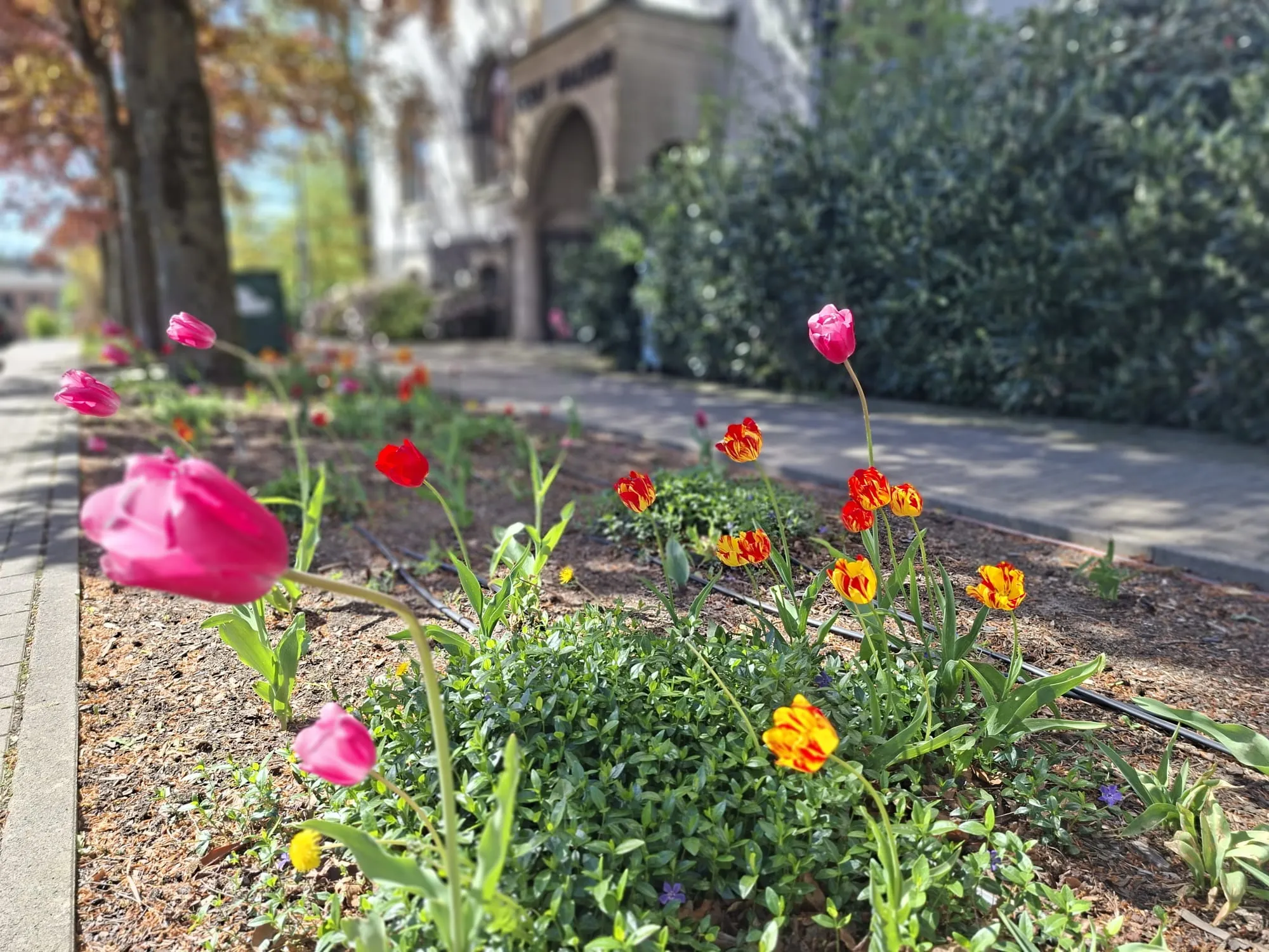 Bunte Tulpen und andere Frühlingsblumen blühen an einer begrünten Verkehrsinsel neben einem Gehweg vor einem Gebäude im Hintergrund.